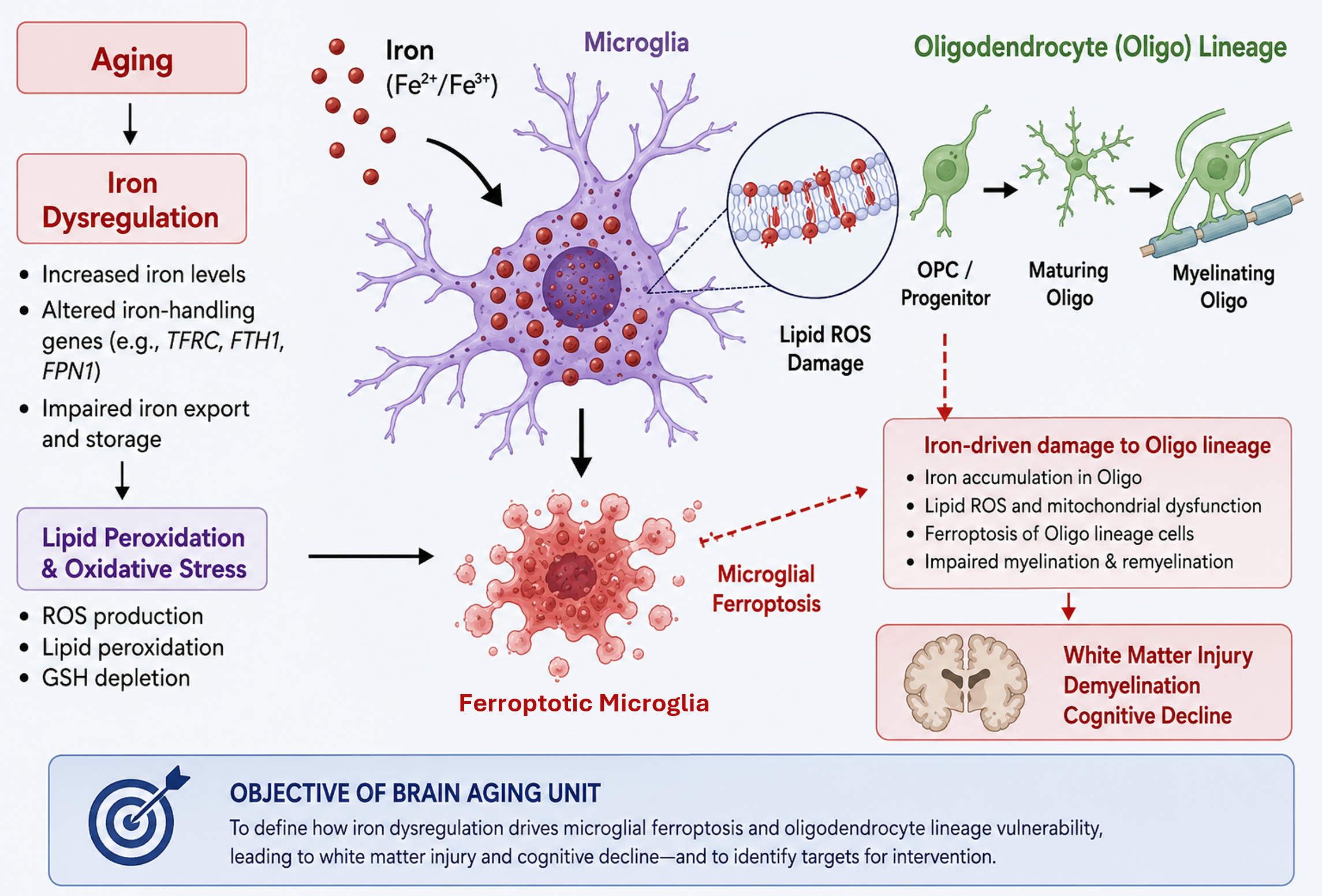 Aging Biology Unit (ABU)