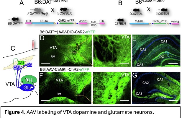 Digital illustration of brain imaging alongside a neural connectivity network