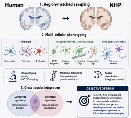 Dementia & Neurovascular Biology Unit (DNBU)