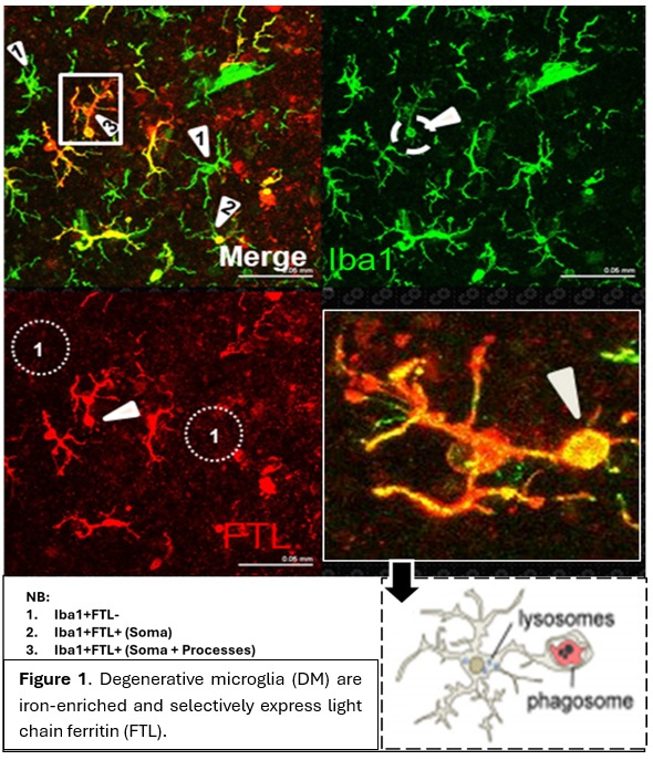 Schematic of microglia and oligodendrocyte lineage phenotyping across human and non-human primate white matter